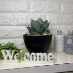 植物系インスタグラマーが女性にオススメするアガベとは？