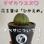 ギザカワユス♡花言葉は「ひかえめ」オベサについて語りたい