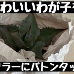 わが子をグリラーにバトンタッチ　かわいい赤ちゃんを送り届けるように梱包発送しよう