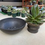 アガベの成長に必要！鉢増しと根の整理とは