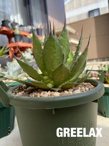 アガベ界の細マッチョといえばホリダである！