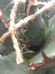 アガベ 虫食い