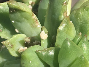 エケベリアの葉の隙間から出てきたコナカイガラムシ類