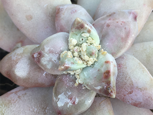 カイガラムシの吸汁被害によって葉色も悪化