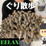 【ぐり散歩】いろんな植物を散歩する企画がユーチューブでスタートしたよ！
