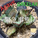 教えてグリさん！私のアガベの様子がおかしくて…